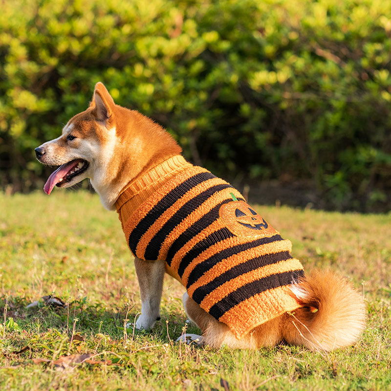 Shiba Inu con jersey Halloween naranja y negro a rayas – foto lifestyle